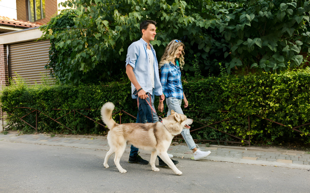 Reliable Pet Leashes For Safe Daily Walks